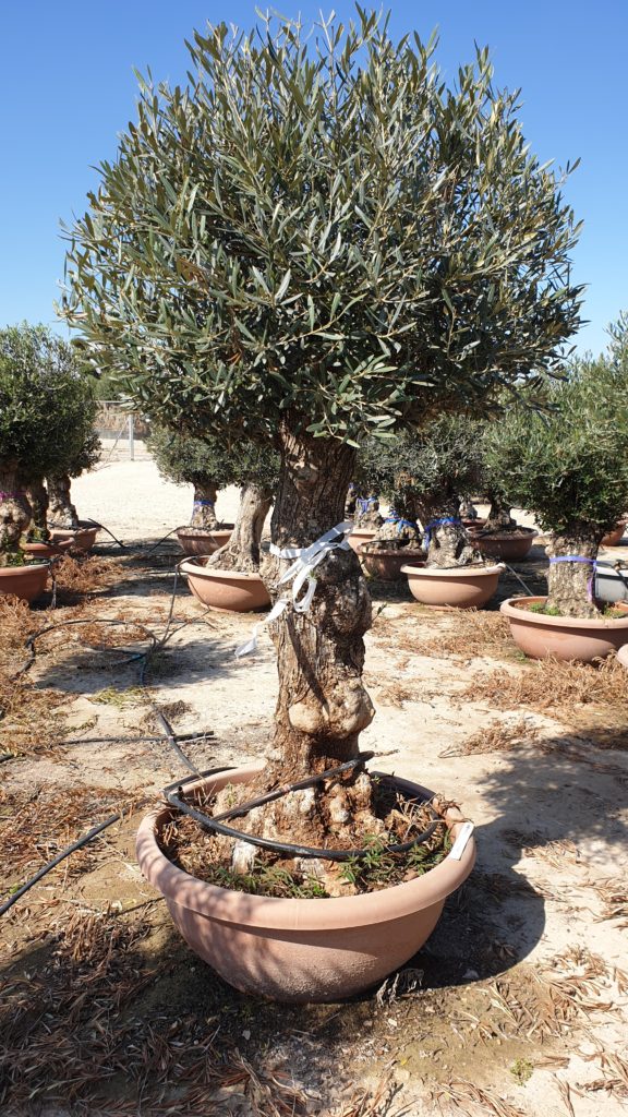 Olivenbaum knorrig Bonsai lang Vivero